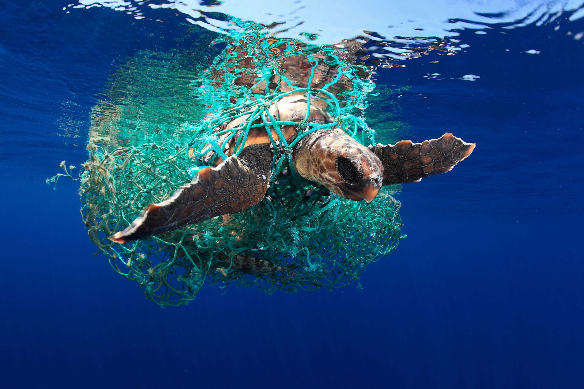 Winners Of The 2019 Underwater Photographer Of The Year Contest