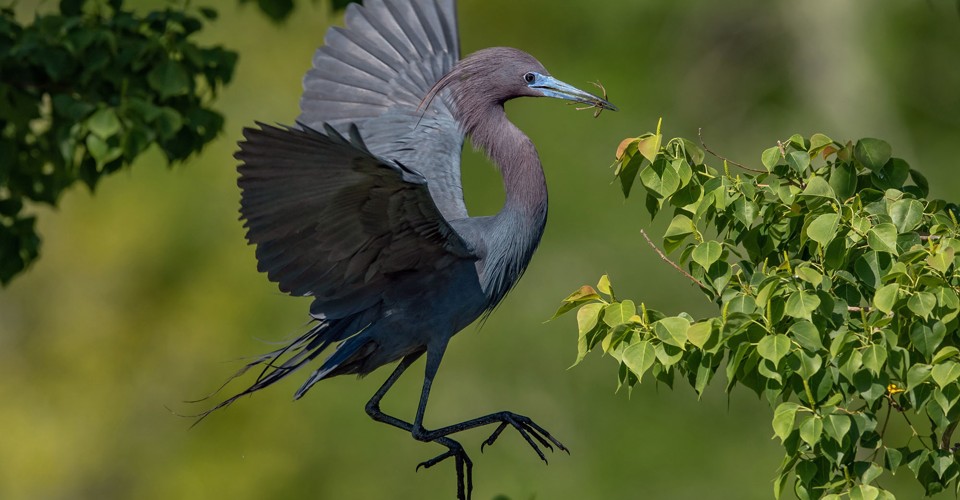 2019 Audubon Photography Awards - The Atlantic