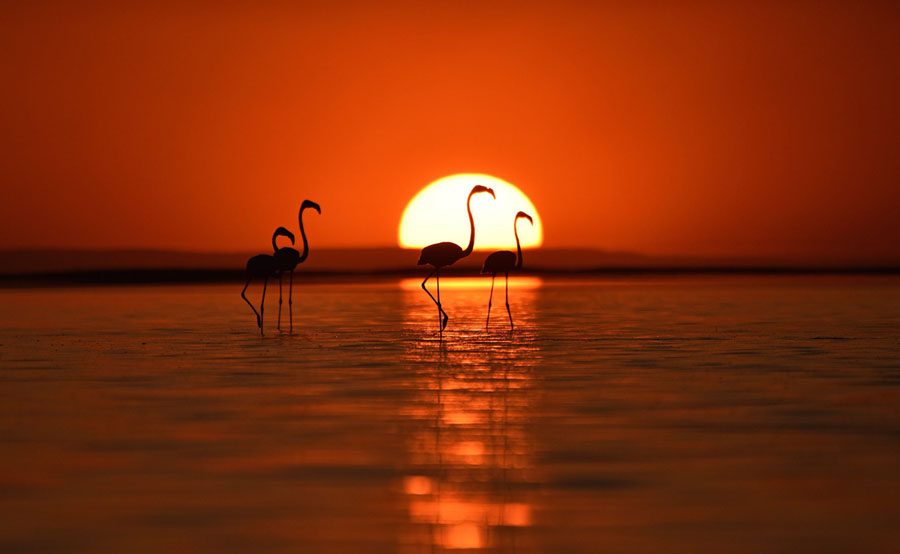 Photos of the Week: Toxic Beauty, Giant Boots, Twilight Swimming