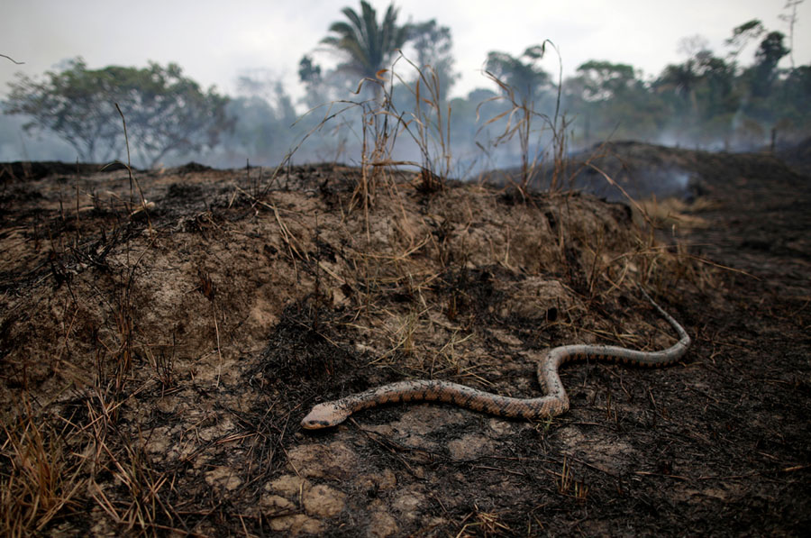 Photos The Burning Amazon Rainforest The Atlantic