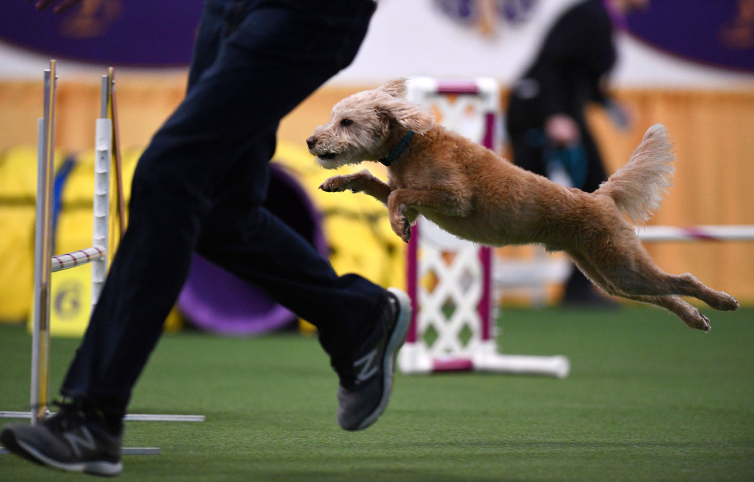 bichon frise agility westminster