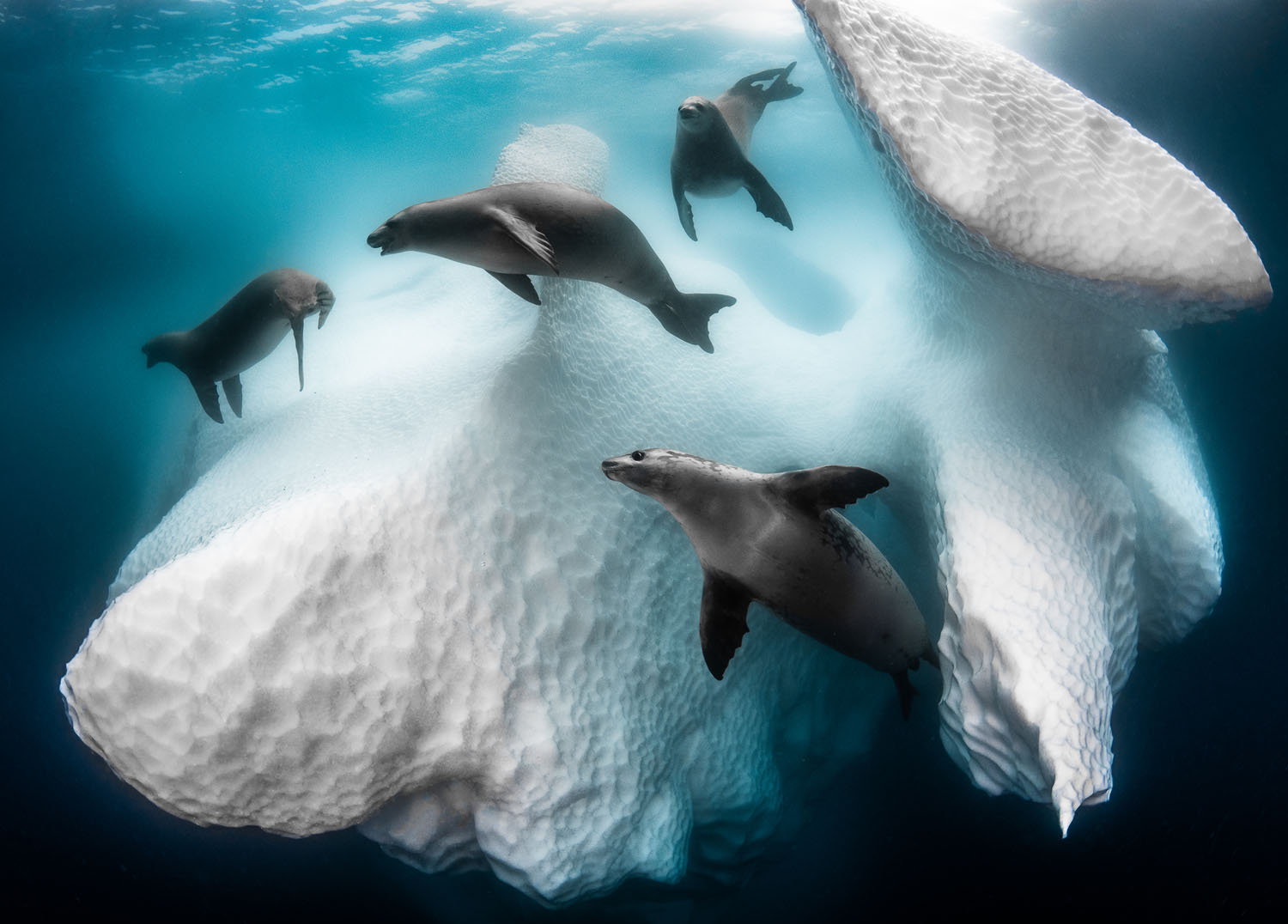 Winners Of The 2020 Underwater Photographer Of The Year Contest The Atlantic
