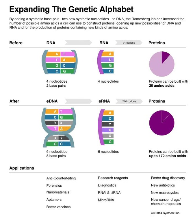 Scientists Successfully Expand The Genetic Alphabet The Atlantic