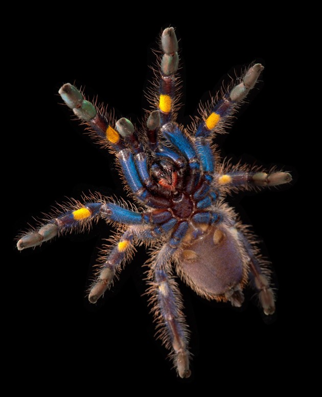 wfc kingdom tarantulas