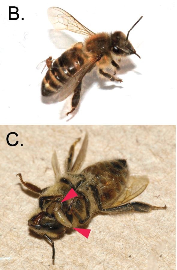 Zombie Bees Are Real, and They're Stalking Your Home for Light CityLab