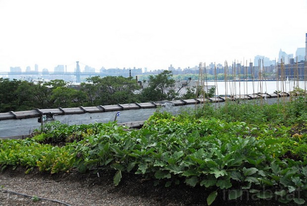 eagle street rooftop farm in brooklyn, new york.