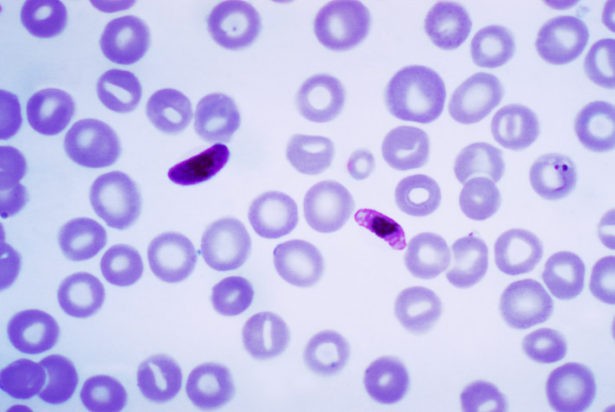 When Evolution Fights Back Against Genetic Engineering