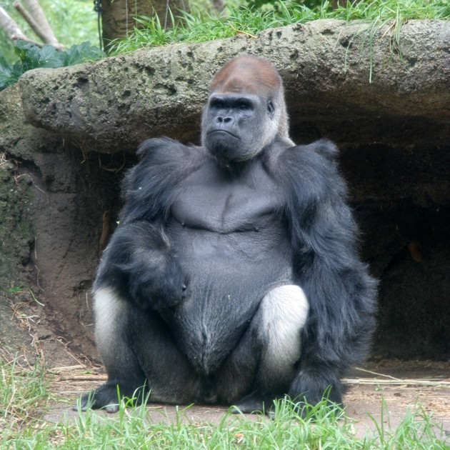 a dominant male western gorilla, at the melbourne zoo (macinate