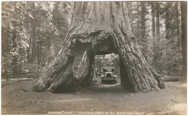 Drive Through Redwoods Are Monuments To Violent Deforestation The Atlantic - Did The Chandelier Tree Fall Down Drive Through Redwoods Are Monuments To Violent Deforestation The Atlantic - Did The Chandelier Tree Fall Down