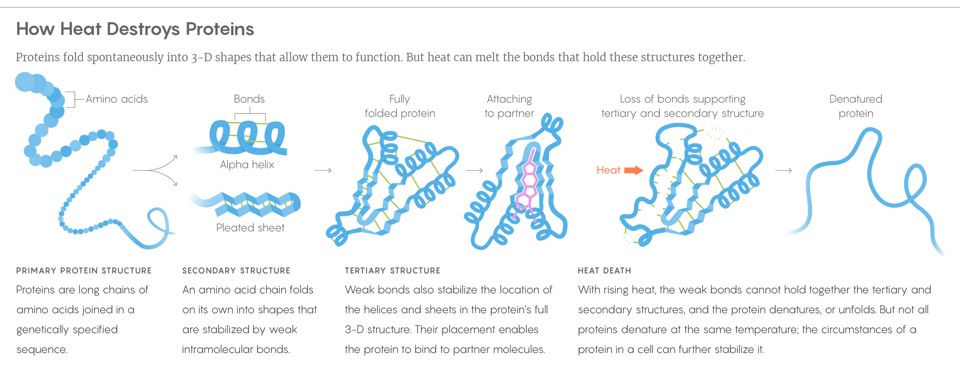 why-does-heat-kill-cells-laptrinhx