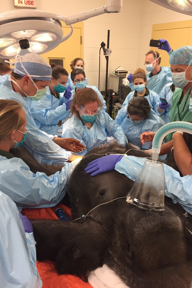 How A Philly Ob Gyn Ended Up Delivering A Baby Gorilla The