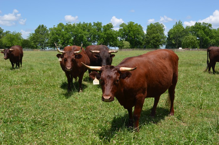 American Milking Devon cows