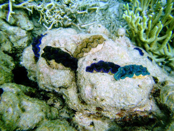 giant clam diet
