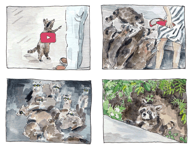 An illustrated GIF of raccoons interacting with humans at Mont-Royal Park