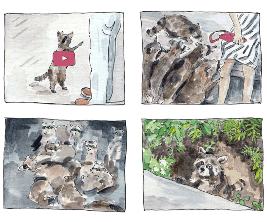 An illustrated GIF of raccoons interacting with humans at Mont-Royal Park
