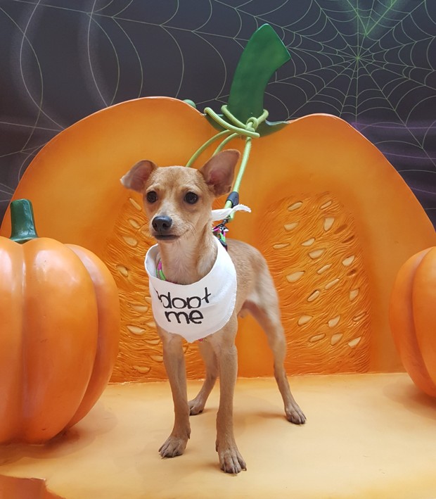 A foster dog stands on a Halloween display at the Rosedale Mall.