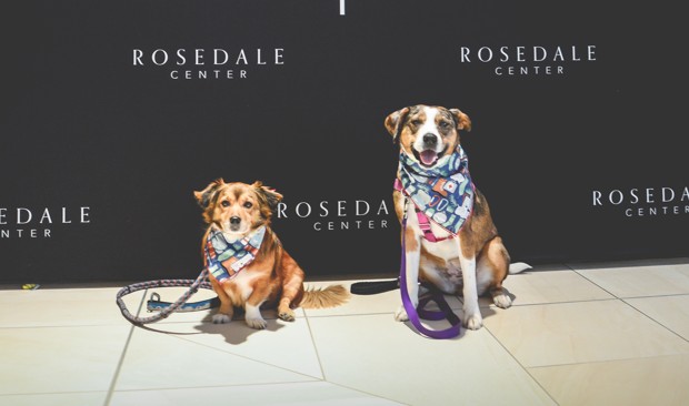 Dogs sit in front of a wall at the Rosedale Center.