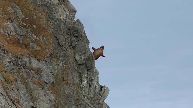 A walrus falling to its death