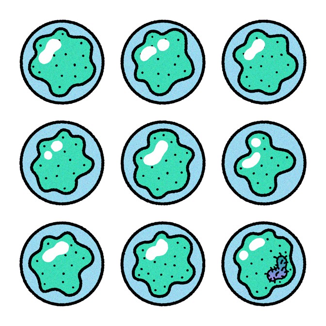 Microscope samples, one containing Trichoplax