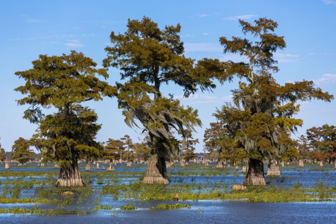 trees in water