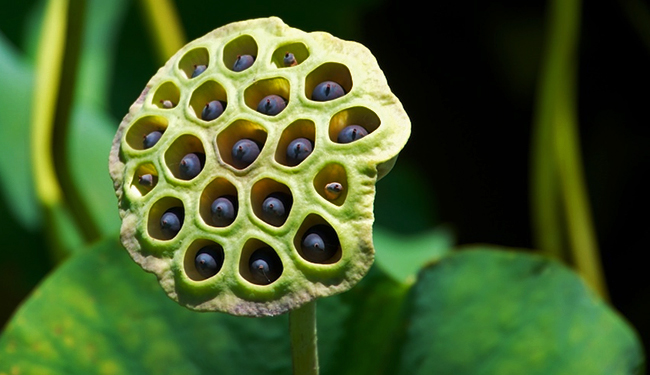 Botanical Gallery  Trypophobia, Phobia of holes, Holes in skin phobia