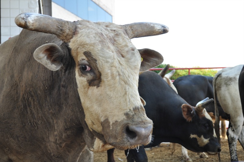 Running with the Bulls—on a Virginia Racetrack - The Atlantic