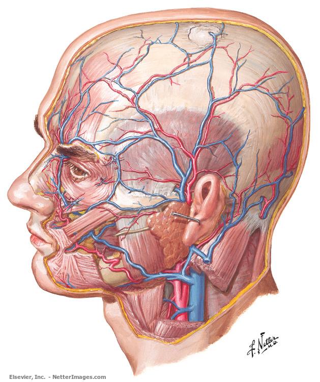 coronary arteries anatomy netter