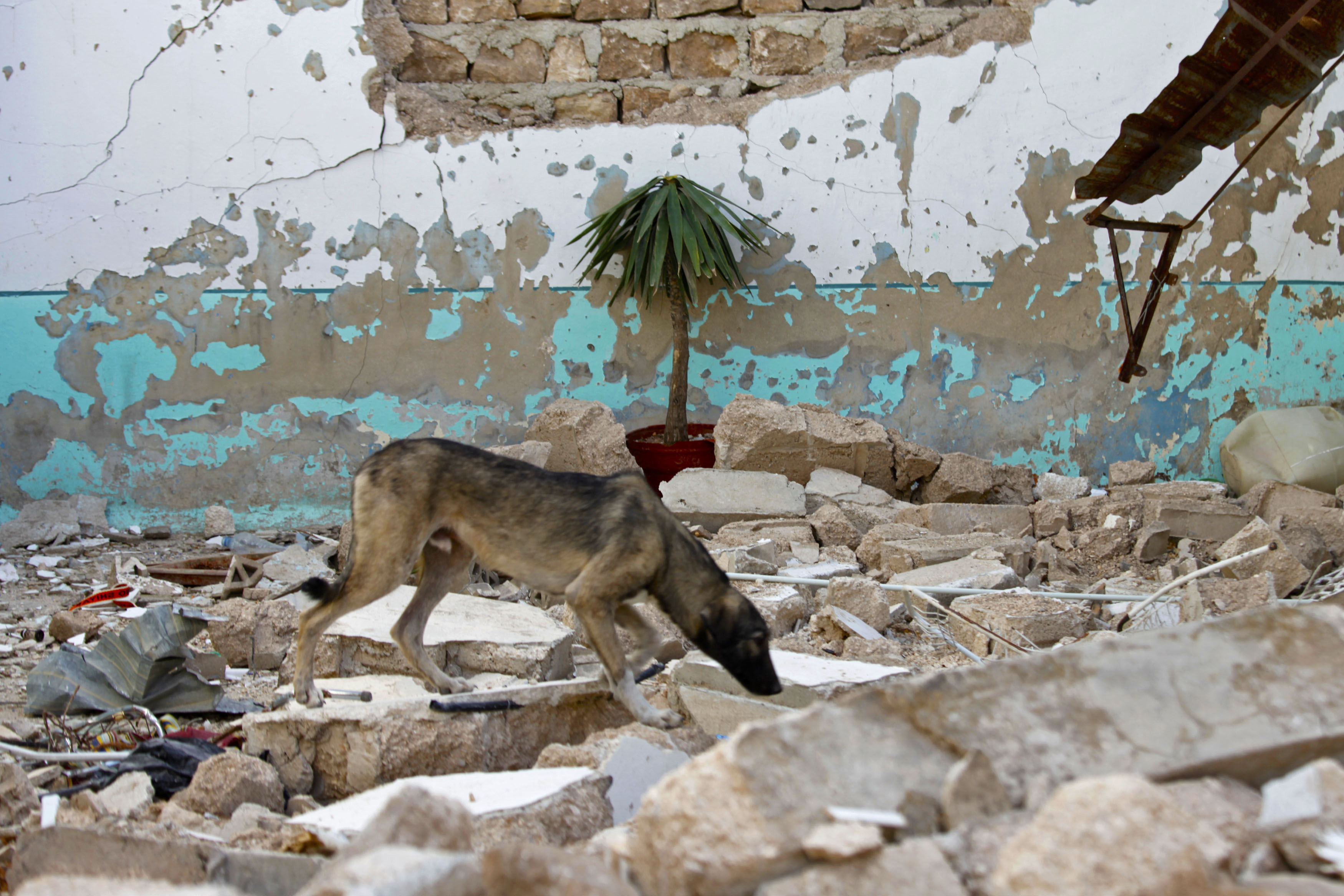 Syria's Religious Leaders Authorize Eating Cats and Dogs to Survive - The  Atlantic