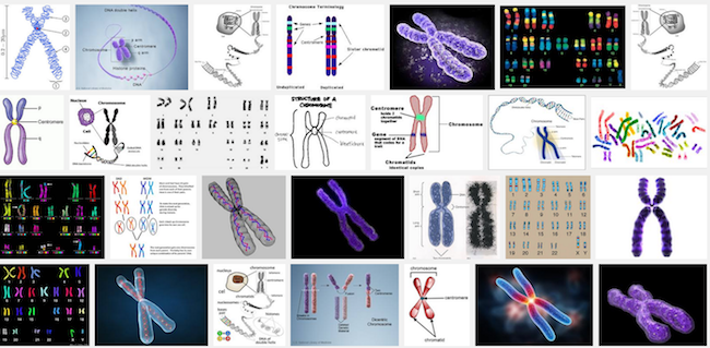 Scientists may finally have answer to how chromosomes get their X-shape