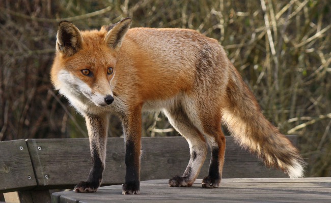 A Fox Is Living on the White House Grounds an