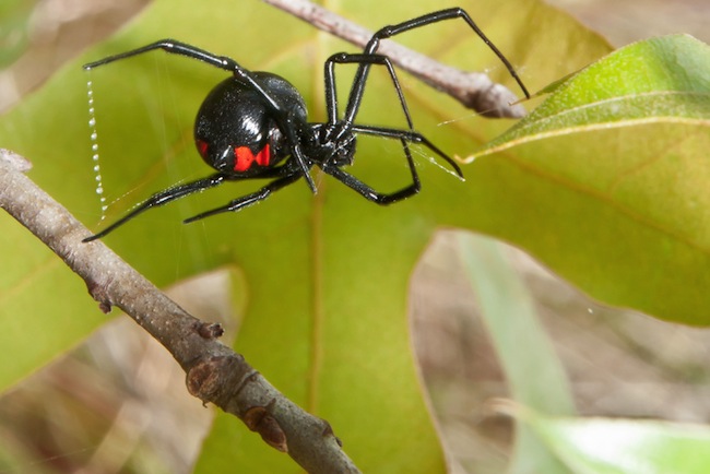 Will A False Widow Bite You : Northern Black Widow Spider Latrodectus Variolus Plant Pest Diagnostics / False widow generally refers to one of 120 species of spider that resemble a genus to which the notorious black widow, which has a bite that left to further reassure you, one expert has described false widow spider bites as no more dangerous than eating a peanut.