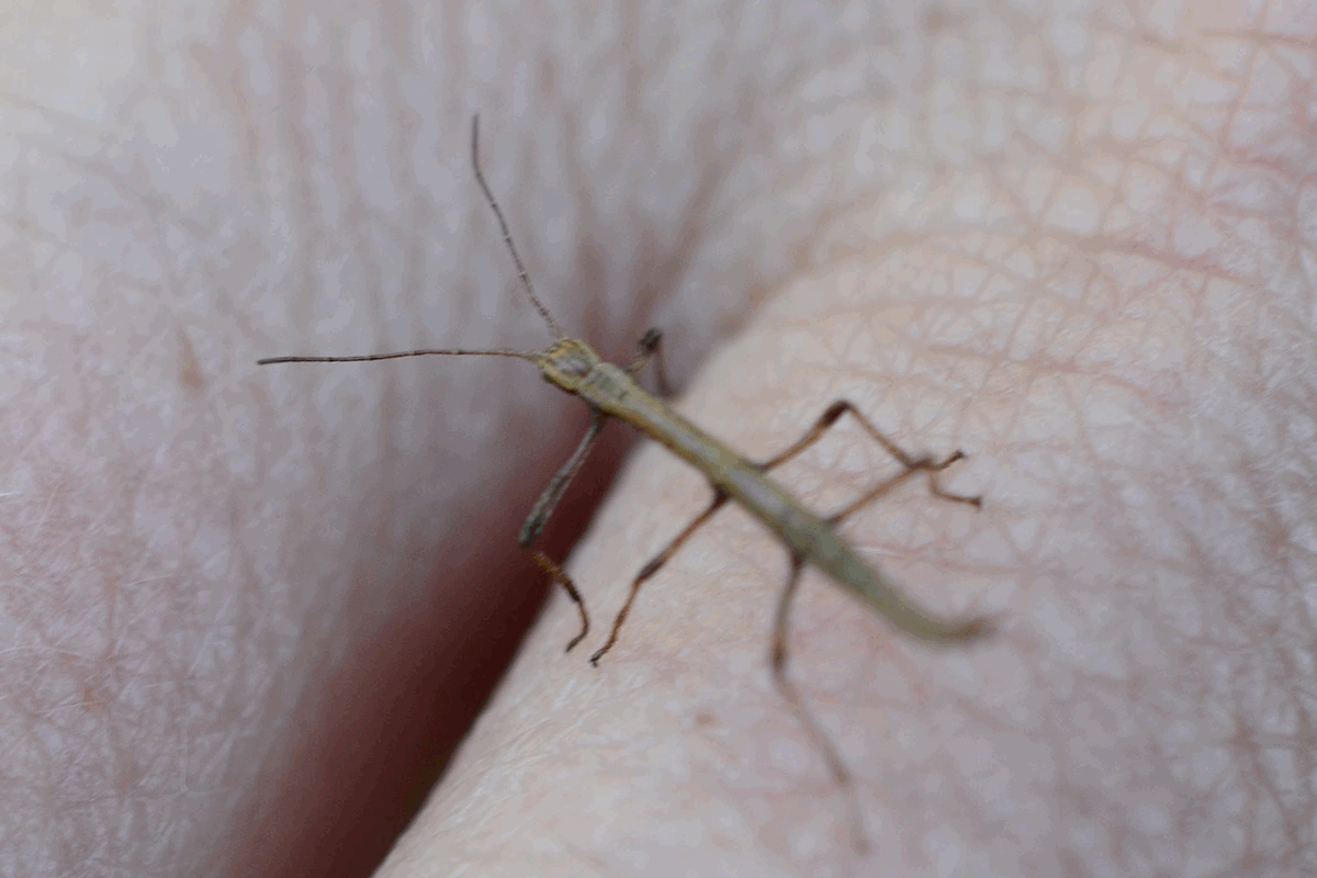What a Baby Stick Bug Looks Like - The Atlantic