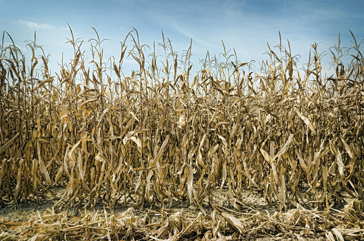 The Ripple Effect of Emerging Risks: The Great Drought of 2012