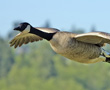 canadian goose goose goose duck