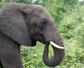 Why is ivory so valuable?