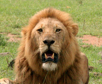 Can You Judge a Lion By His Roar? Sadly, No - The Atlantic