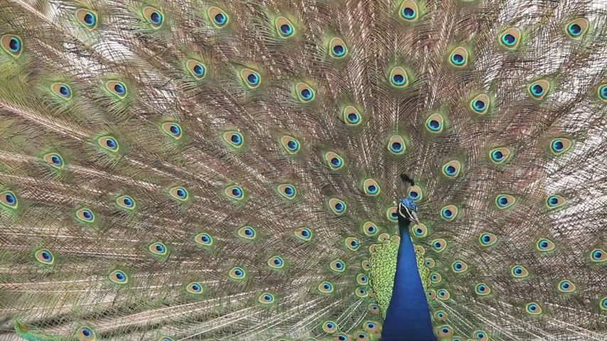 The California Town Invaded by Feral Peacocks - The Atlantic