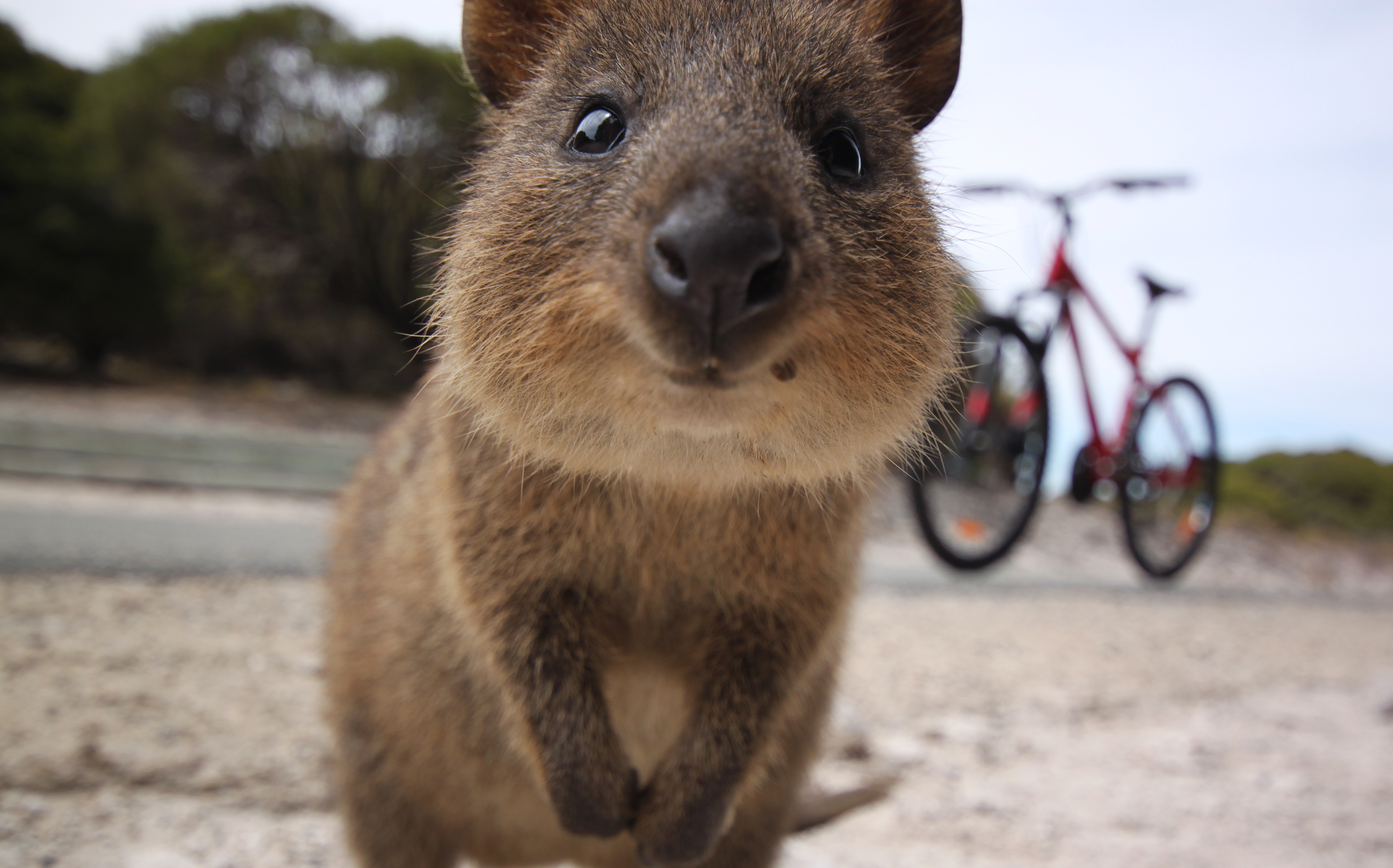 Quokka