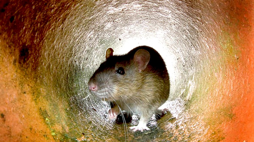 New Zealand's War on Rats - The Atlantic