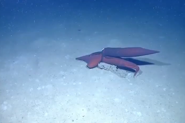 Nsfw First Ever Video Of Deep Sea Squid Having Sex The