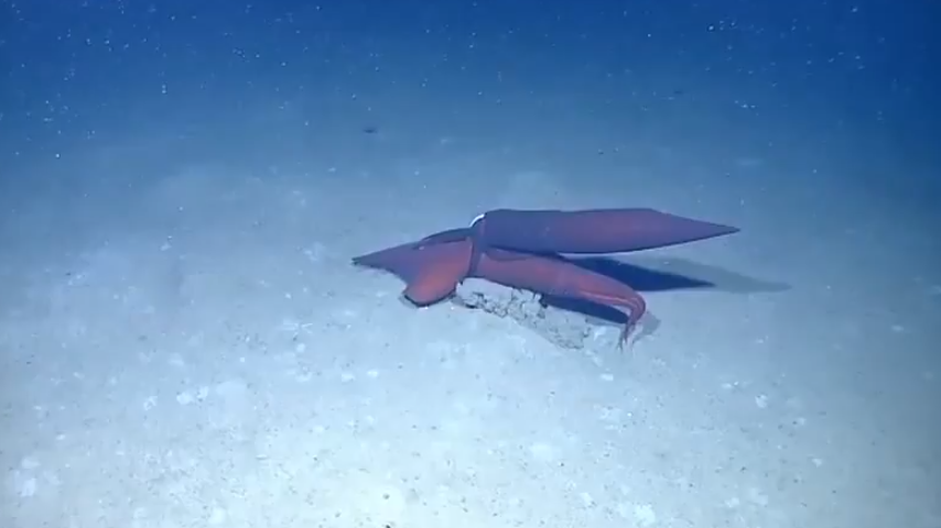 Nsfw First Ever Video Of Deep Sea Squid Having Sex The Atlantic