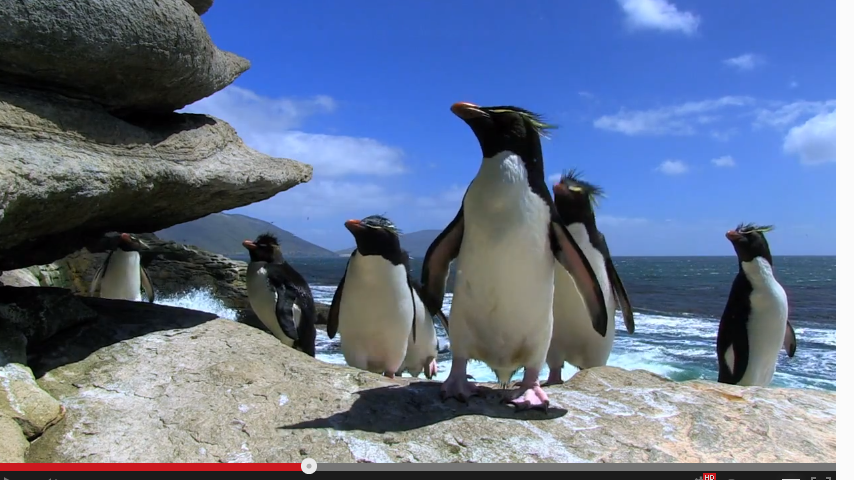 Fauna: An Adorable Blooper Reel of Penguins Slipping on Ice - The Atlantic
