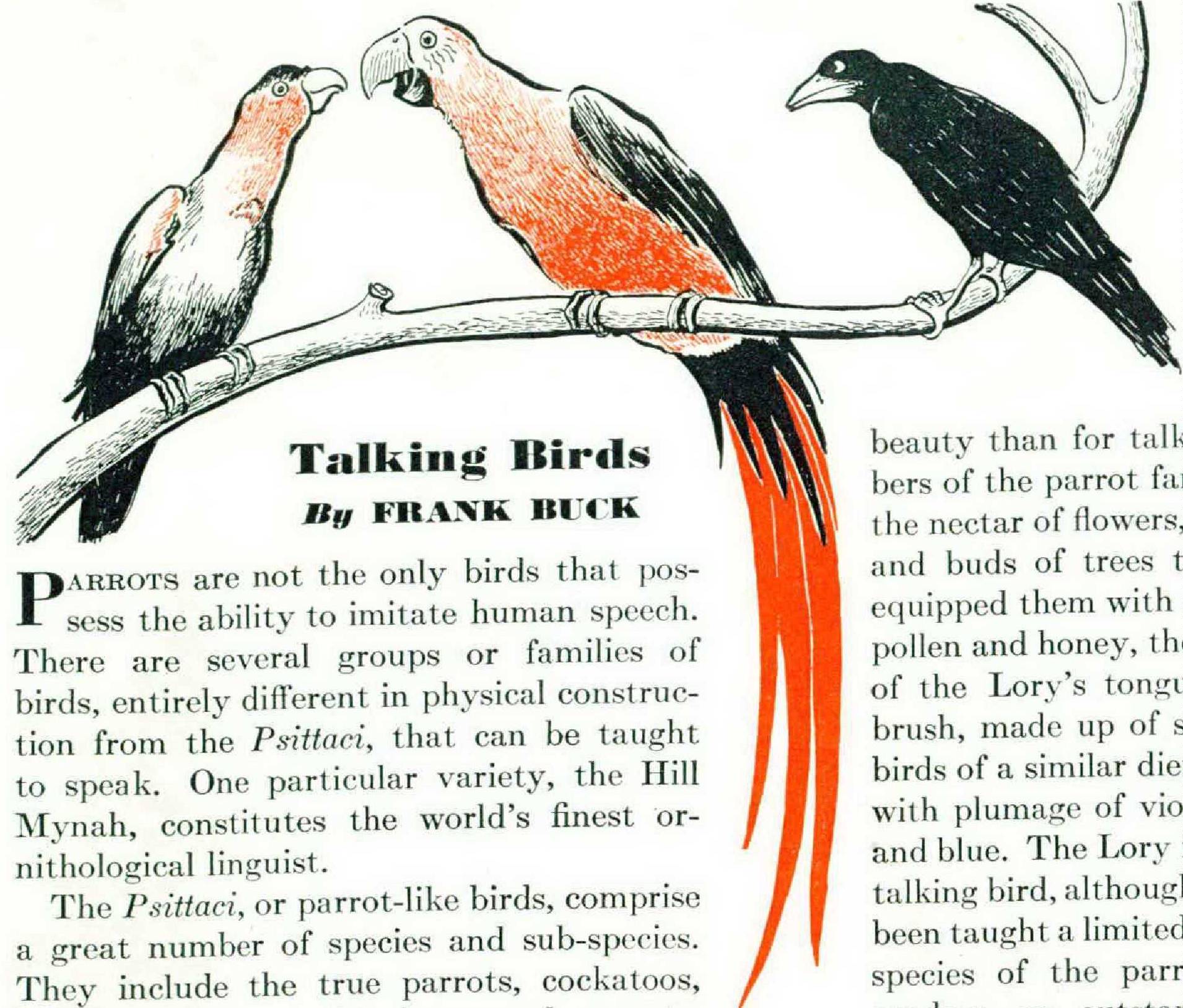 Talking Birds - The Atlantic
