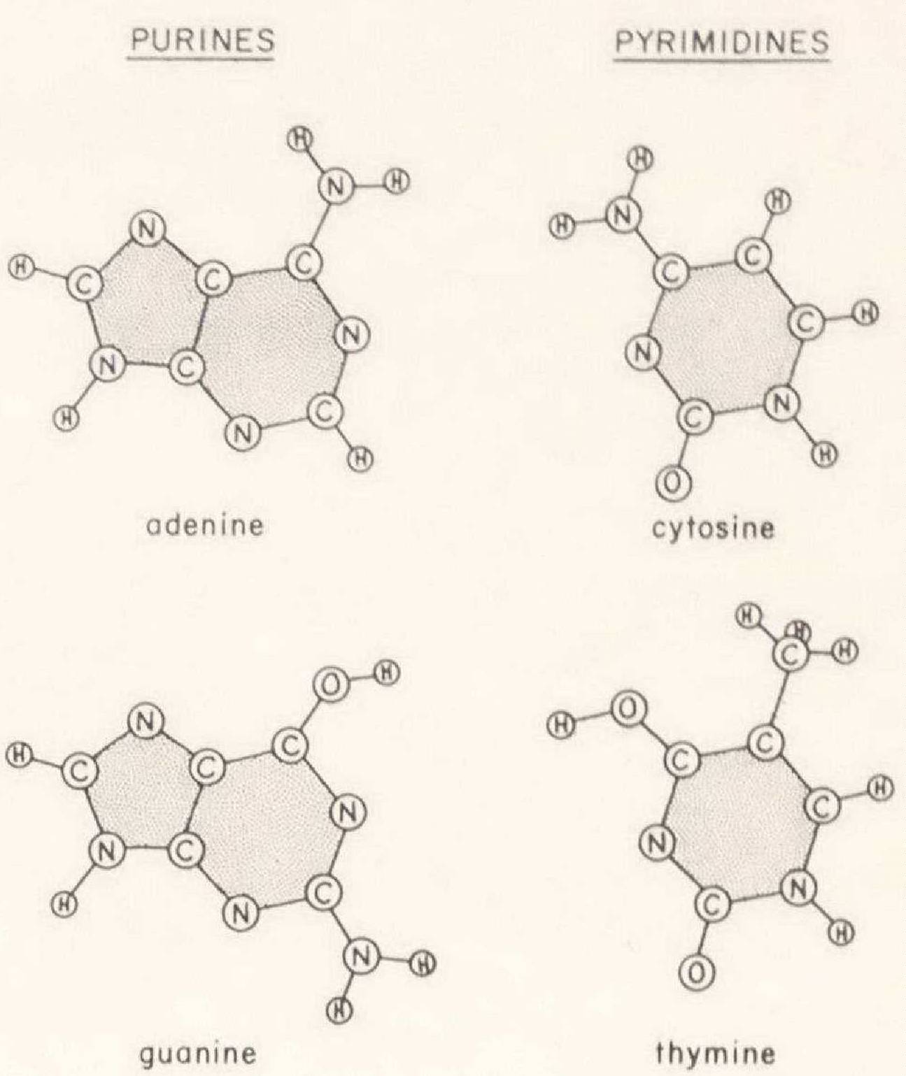 The sound of a bubble bursting - Double Helix