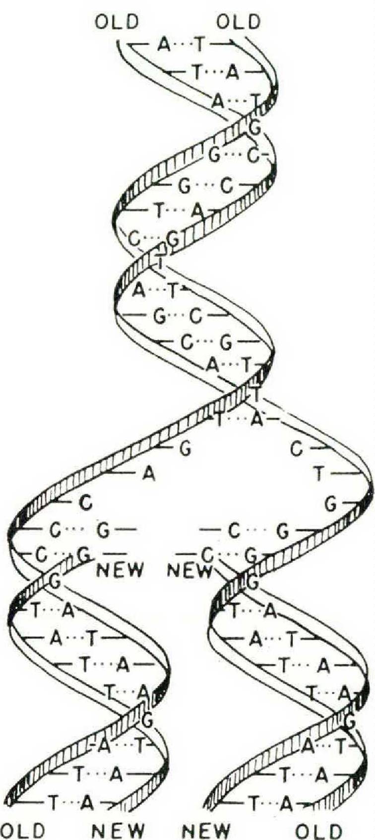 The Double Helix: The Discovery of the Structure of Dna - The Atlantic