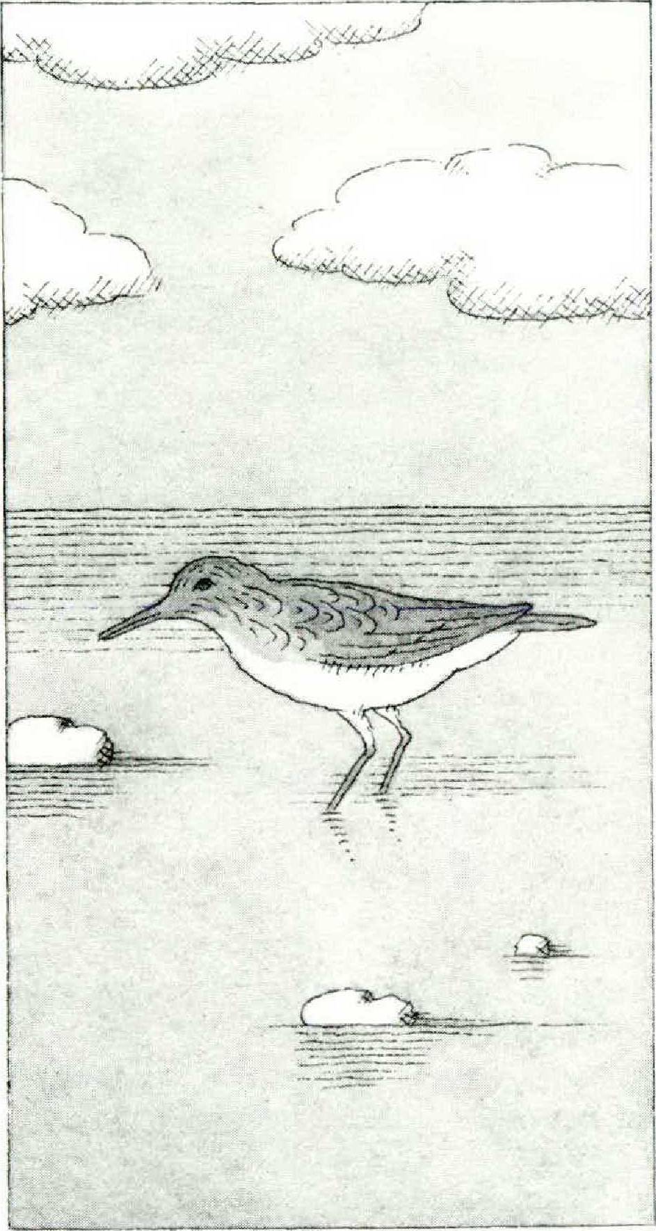 Sandpiper Poetry The Atlantic