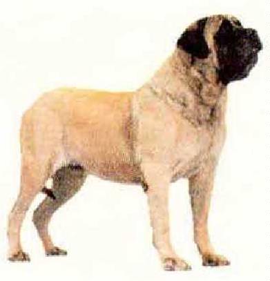 can you breed father and daughter dogs akc