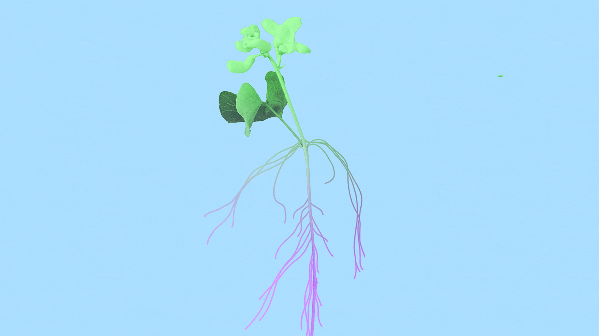 An illustration of a plant with central nervous system like tendrils coming out of the stem.