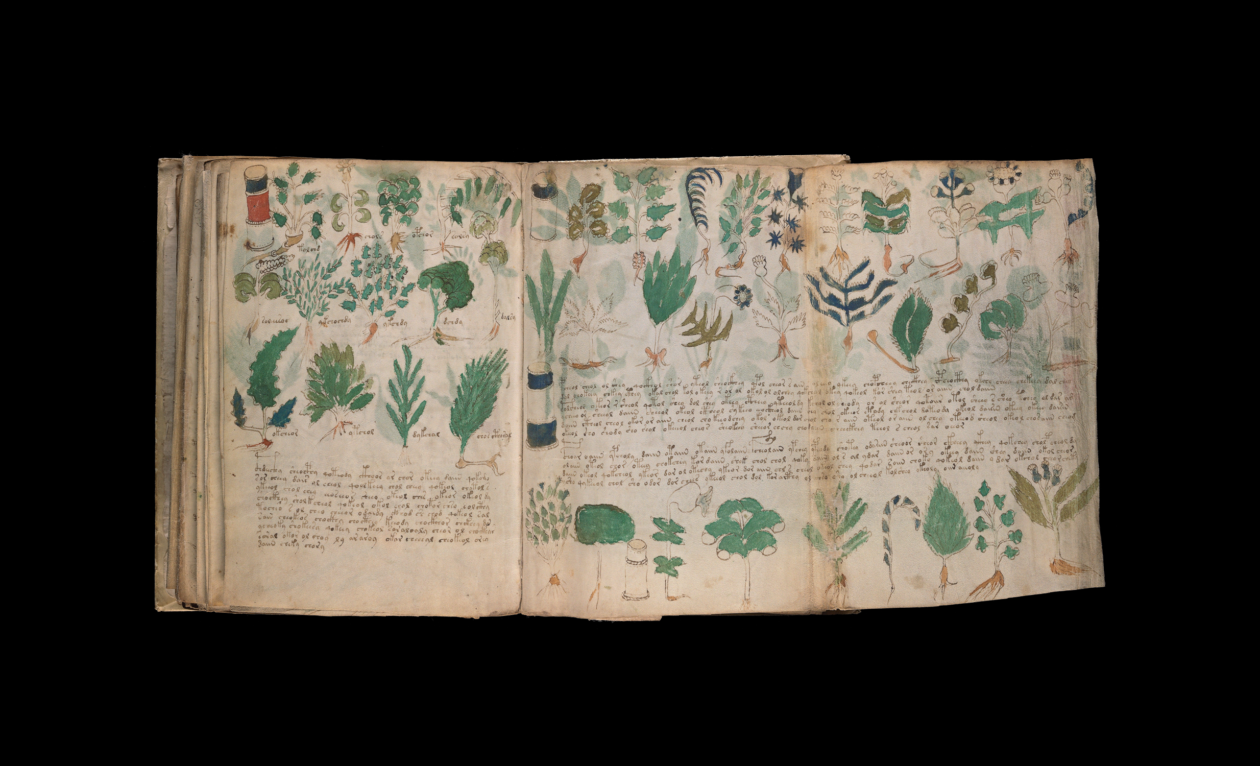 photograph of a medieval book open with the right page unfolding, covered with various plant drawings and long rows of handwriting