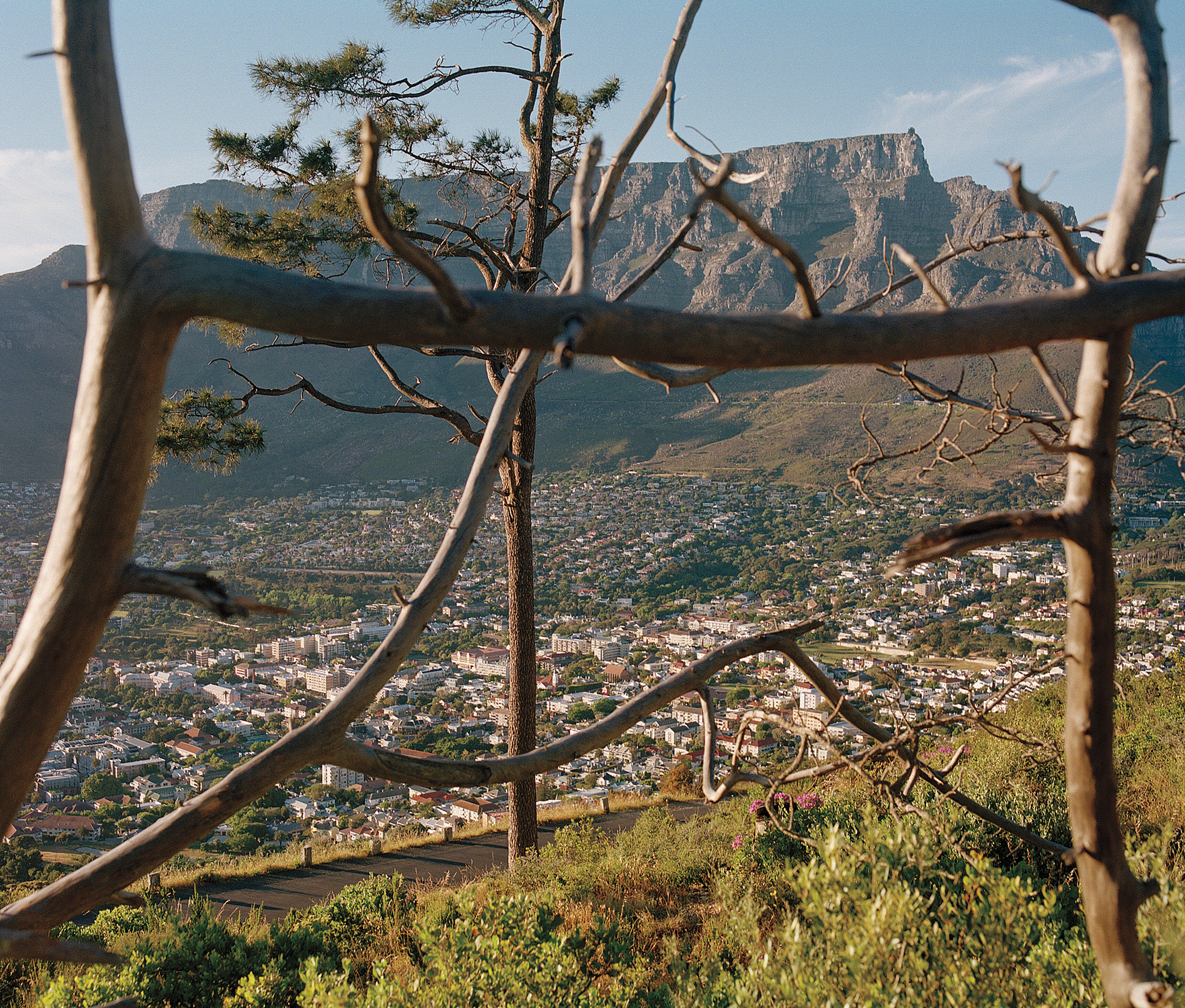 Color image through the branches of Table Mountain and the city below.